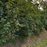 KYNOLOGICKÝ KLUB Kladky