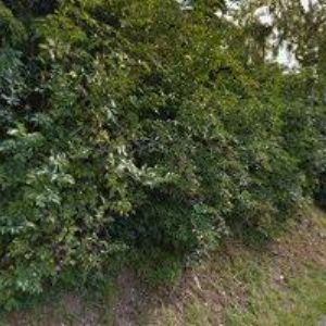 obrazek: avatar KYNOLOGICKÝ KLUB Kladky