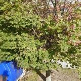 KRAJSKÁ ORGANIZACE ČSŽ MORAVSKOSLEZSKÝ KRAJ o.s.