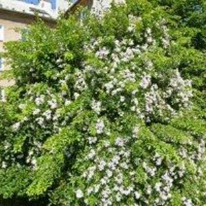 obrazek: avatar FLISNÍKOVÁ IVANA MUDr.