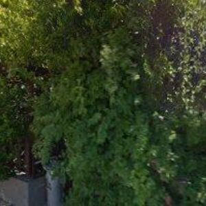 obrazek: avatar HENRY BLACK