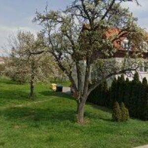 obrazek: avatar TOMANEC PAVEL