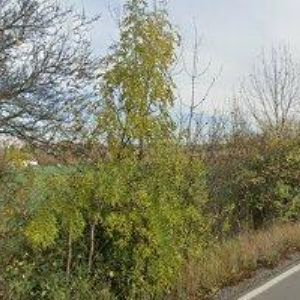 obrazek: avatar SUCHÝ JAN