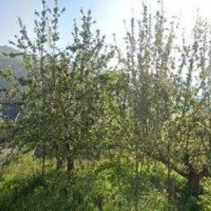 obrazek: avatar MALIRACE s.r.o.