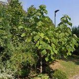 AUTOŠKOLA JEDLIČKA