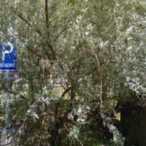 obrazek: avatar DALMA TOUR