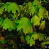 ZÁMECKÁ SÝPKA BLANSKO, s. r. o.