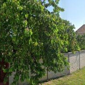 obrazek: avatar SLOVÁCKÝ DVŮR