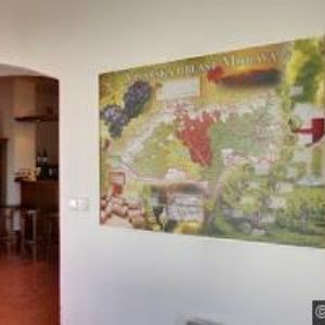 obrazek: avatar VINAŘSTVÍ TUROLD MIKULOV, s.r.o.