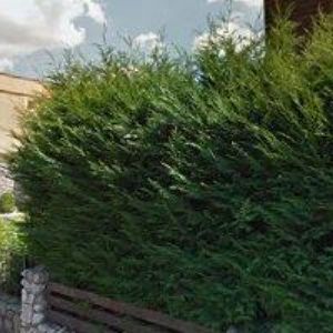 obrazek: avatar PENZION ROSE BŘECLAV