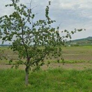 obrazek: avatar PENZION U JEŘÁBA