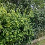 INKOGNITO, spol. s r.o.