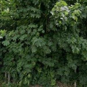 obrazek: avatar ČEJKA JAN