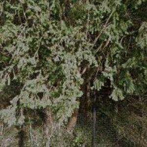 obrazek: avatar DEISS TOMÁŠ