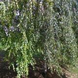 OLŠAN TOMÁŠ-DOPRAVA