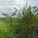 HŘIBOVÁ PAVLA RNDr.