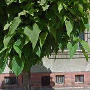 obrazek: avatar ZÁLEŠÁK PETR