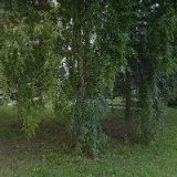 ŠTOURAČ FRANTIŠEK