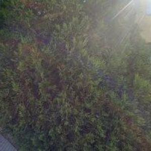 obrazek: avatar STŘELNICE BZENEC