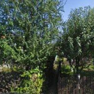 obrazek: avatar KOLADEMA