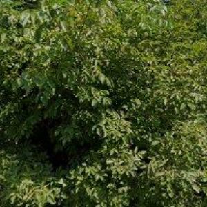 obrazek: avatar FORMÁNEK ZÁMEČNICTVÍ