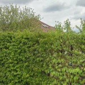 obrazek: avatar SVOBODA VÁCLAV-SÁDROKARTONY