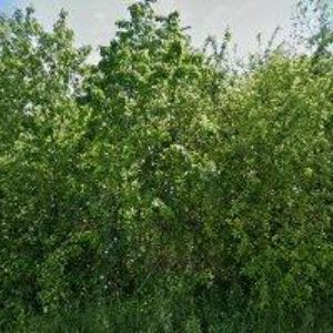 obrazek: avatar ALARMSYSTEM