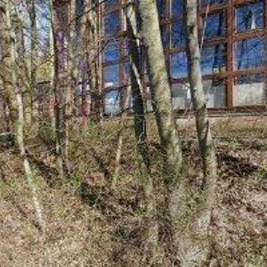 obrazek: avatar BASKET ŽABINY BRNO