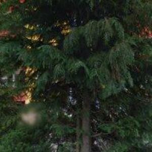 obrazek: avatar ČECH ANTONÍN Ing.