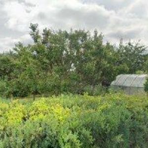 obrazek: avatar MOŠTKOVÁ HANA