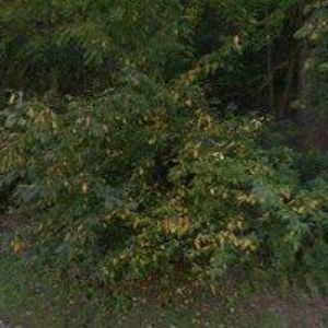 obrazek: avatar TECHNICKÉ SLUŽBY LETOVICE