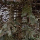 MELOUNOVÁ-ÚDRŽBA ZELENĚ BRNO