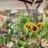 KVĚTINY V & Š, s.r.o.