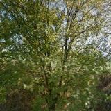 CHOVATELSKÁ STANICE ASCHABEY