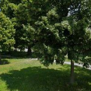 obrazek: avatar ZLATNICTVÍ LUŽICE