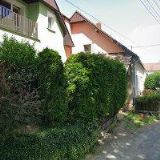 VLČKOVÁ HELENA-VLČÍ MÁK