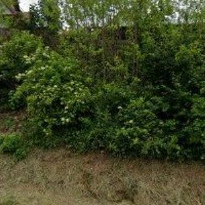 obrazek: avatar MORAVIA CHIPS