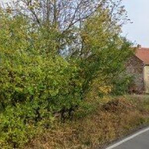 obrazek: avatar ŠANCA PETR