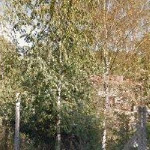 obrazek: avatar STOLAŘSTVÍ ROZSÝVAL