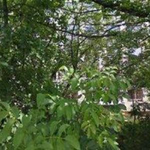 obrazek: avatar IAESTE LC BRNO