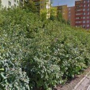 obrazek: avatar MŠ ŠVERMOVA Brno