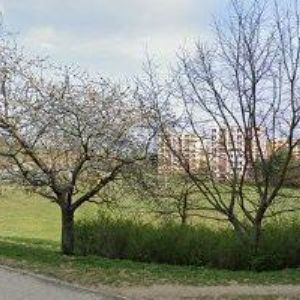 obrazek: avatar KALVODOVÁ LUCIE