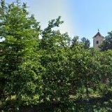 DOMOVINKA NĚMČIČKY o.p.s.