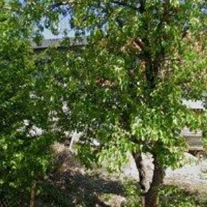 obrazek: avatar JAROSLAV KŘIVÁNEK-KOMINICTVÍ