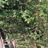 CHEHABI RADOVAN Ing. arch.