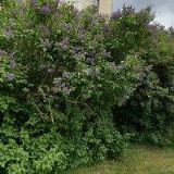 ŘÍMSKOKATOLICKÁ FARNOST Rosice u Brna