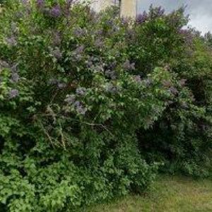 obrazek: avatar ŘÍMSKOKATOLICKÁ FARNOST Rosice u Brna