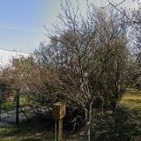 ZO ČESKÉHO ZAHRÁDKÁŘSKÉHO SVAZU Brno Moravanské Lány