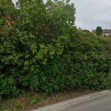 MORAVSKÝ RYBÁŘSKÝ SVAZ, MO Olešnice