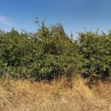 MYSLIVECKÉ SDRUŽENÍ VINIČNÉ ŠUMICE-KOVALOVICE